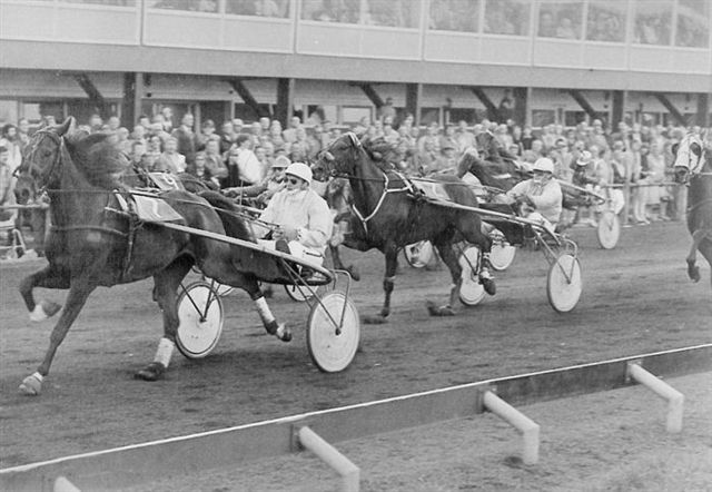 Primeur Pride Kamp van Friesl 83.jpg