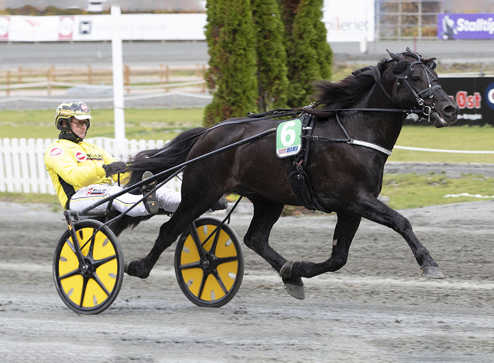 Grisle_Odin_GL_ahansen_1000.jpg