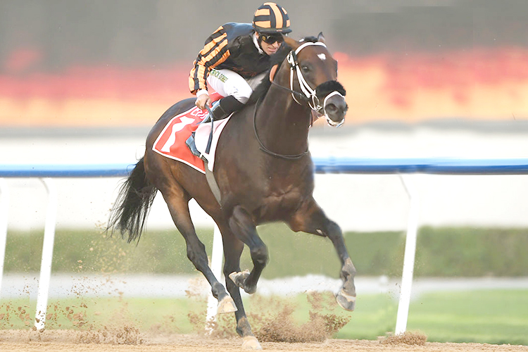 Horse-kimbear-114897-750x500-C.jpg