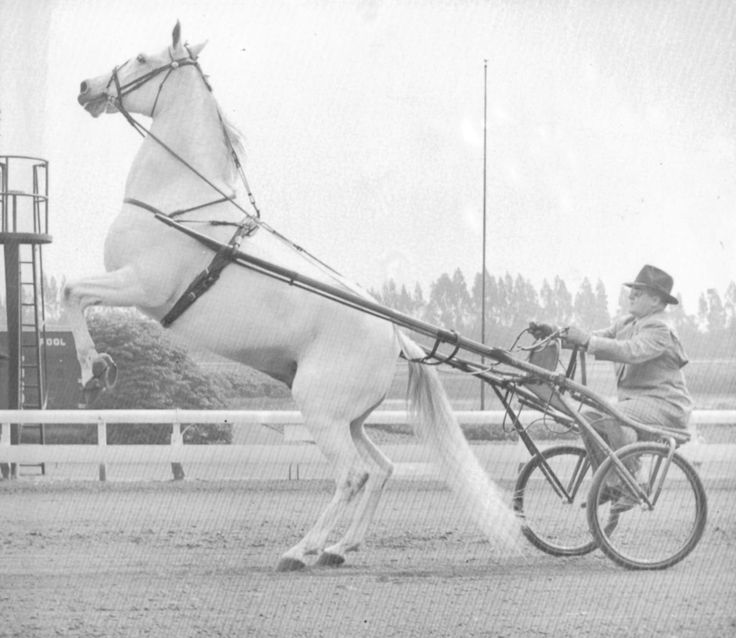 cd1d364fd105fe9b8731d134819a3efe--greyhounds-equestrian-decor.jpg