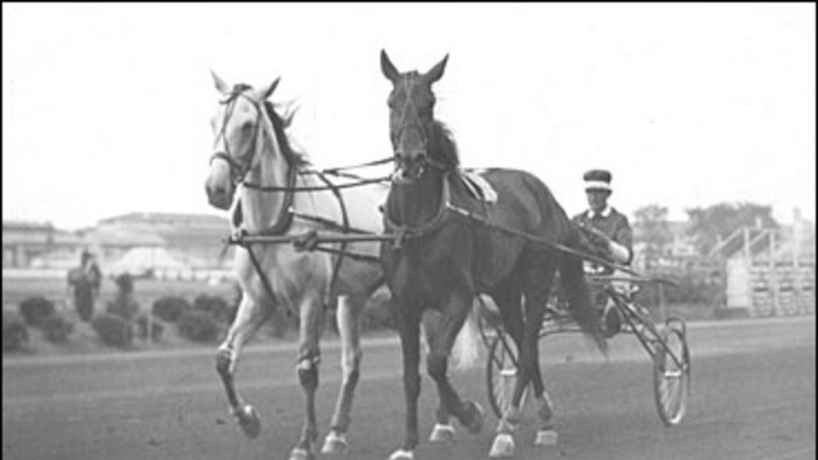 greyhound-rosalind.jpg