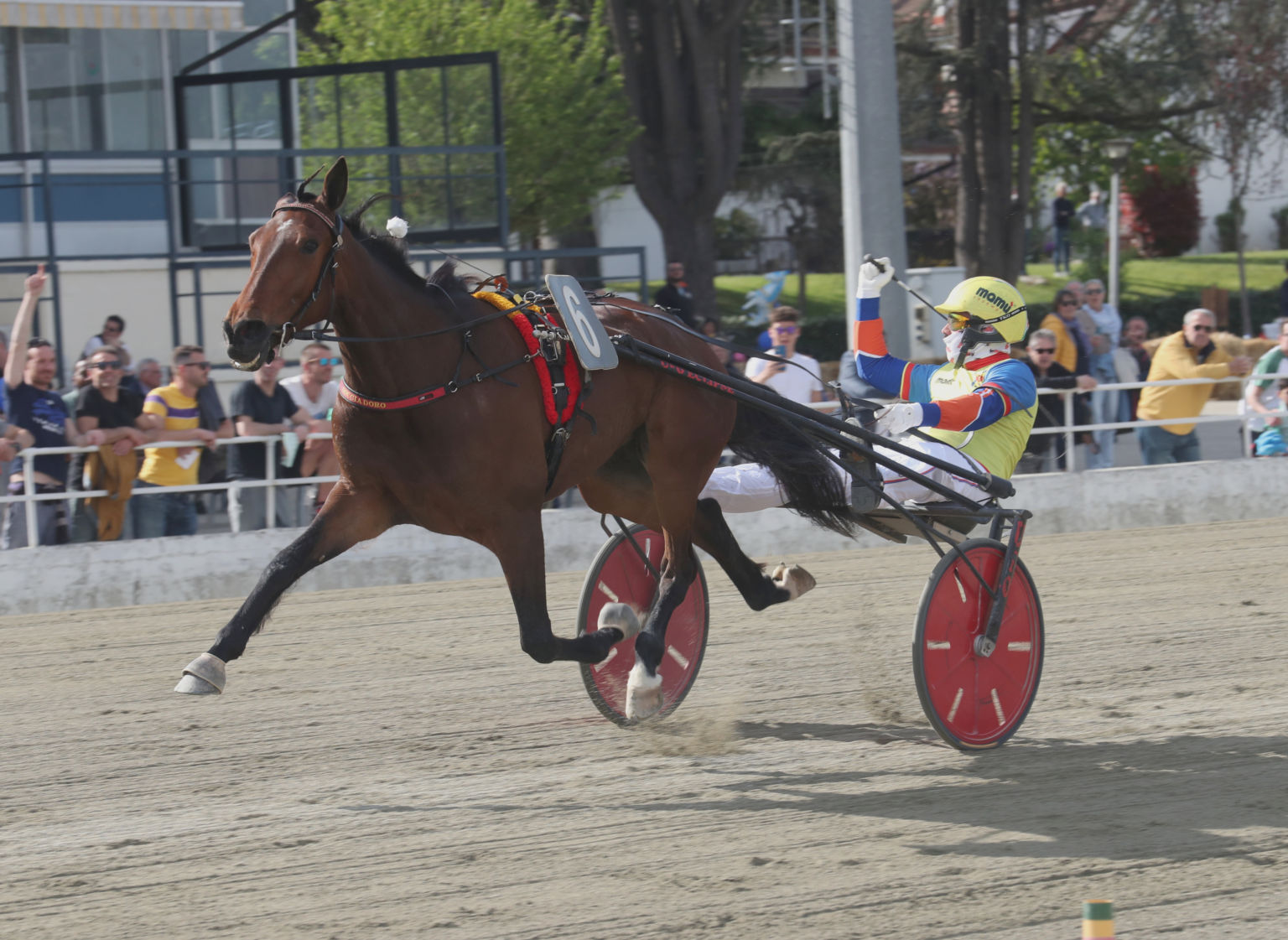 Torino-filly23a-1536x1121.jpg