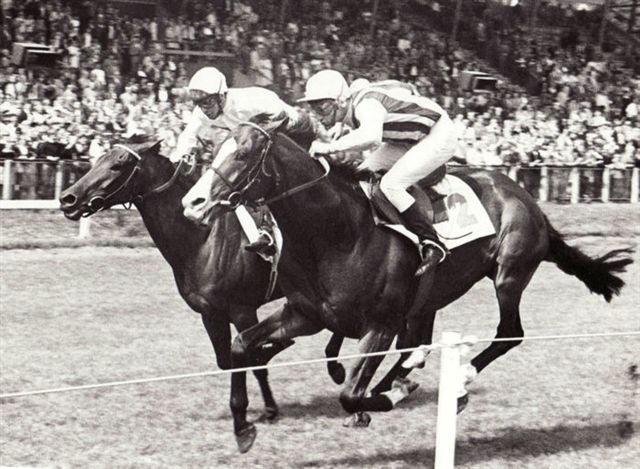 Domitor Gold Cup 77.jpg