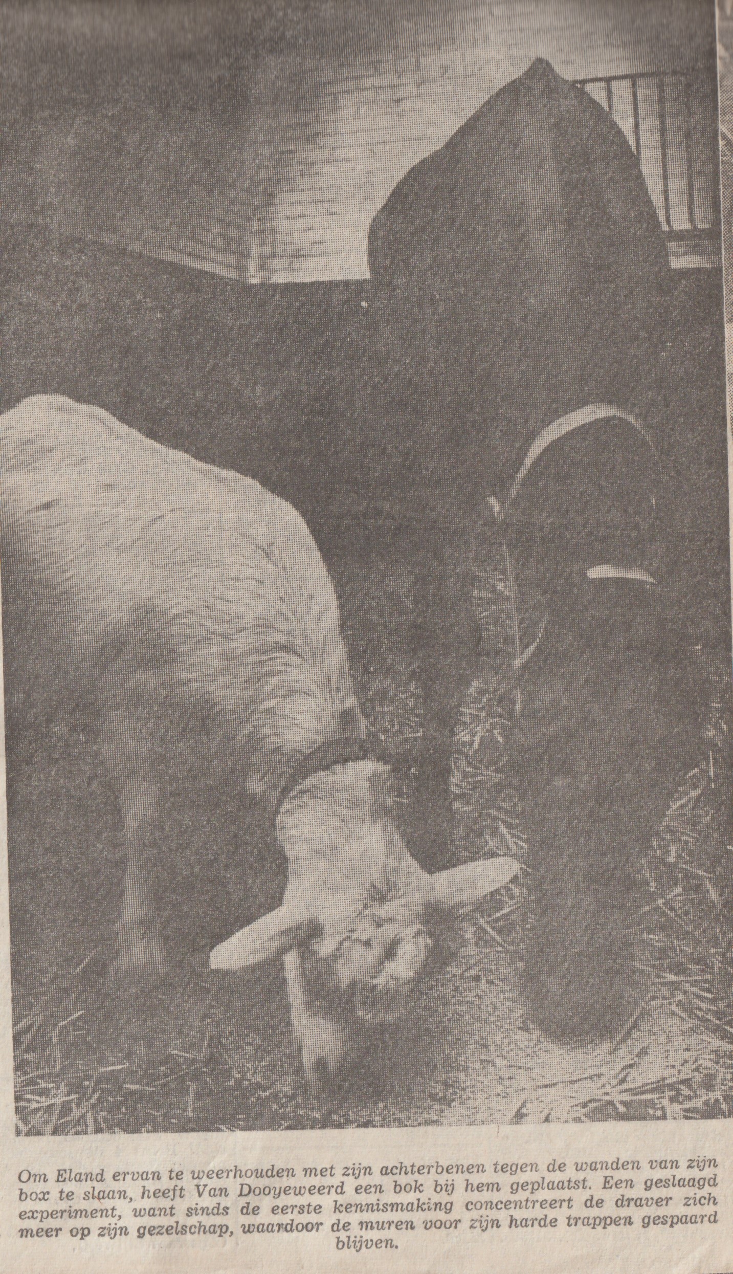 Eland 3.jpg