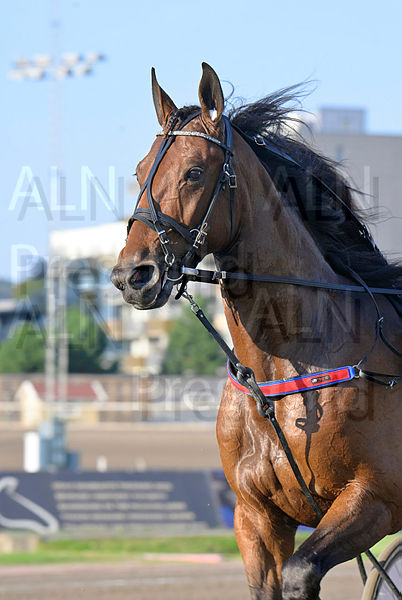 Orazi Cesare head 3.t66d8134a.m600.w.4salnwmark2.png.x7WG3v36f.jpg