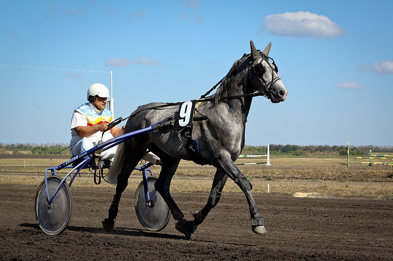 800px-Grey_Orlov_Trotter.jpg