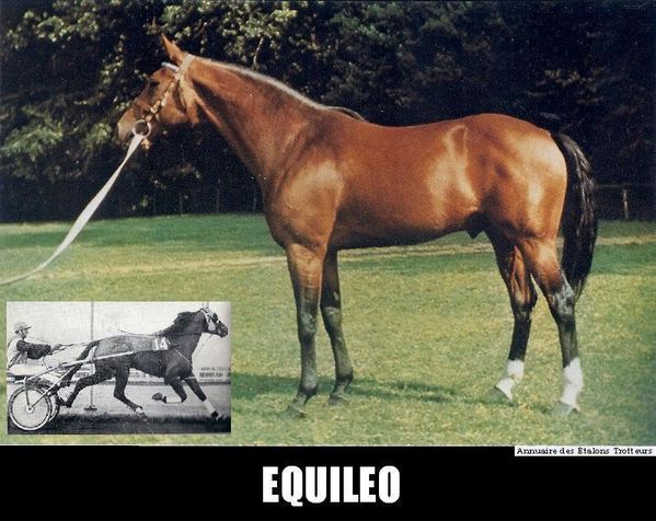 Equileo-numerisation0022.jpg