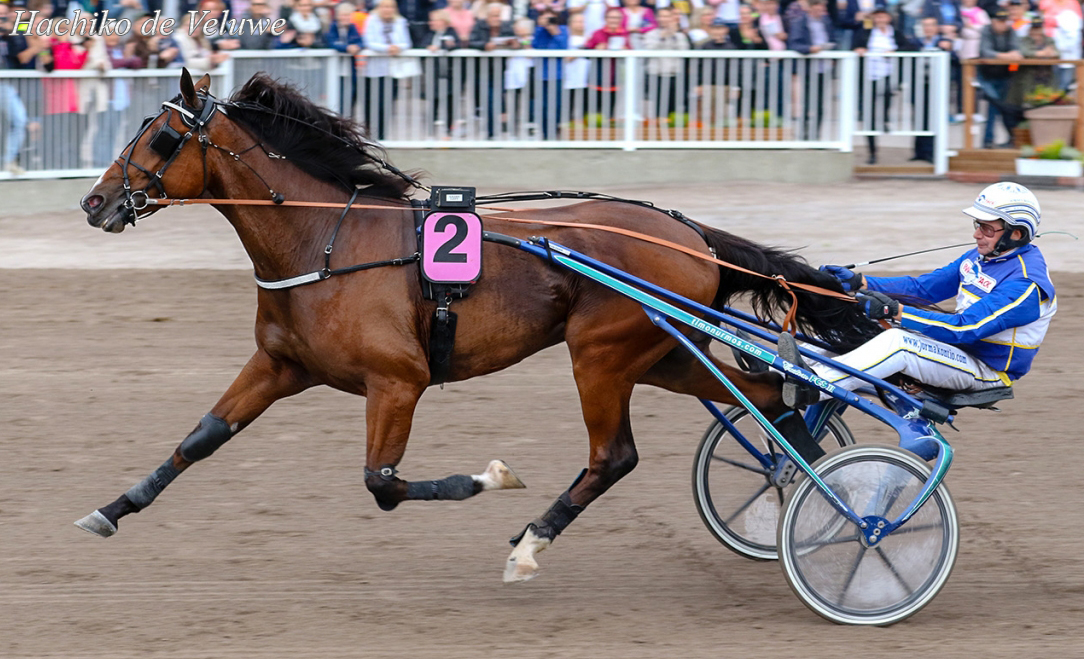 Hachiko de Veluwe-01.jpg
