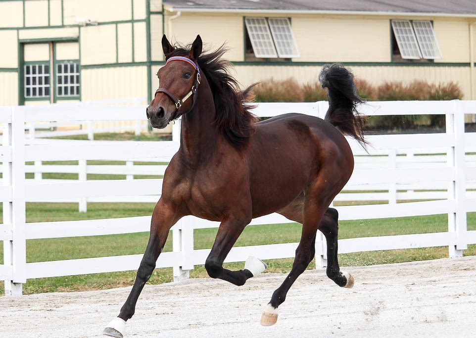 Contested-Hanover-Hanover-Shoe-Farms-photo.jpg