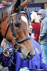 200px-DSC_3343Enable.jpg