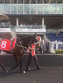 20160917_Winx_(horse).jpg