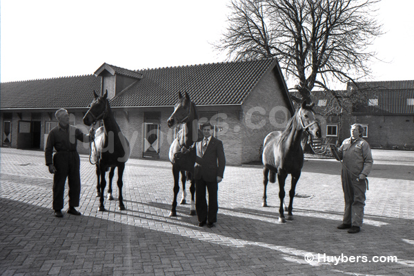 King-1980-Op-stoeterij-De-Raaphorst-met-Ger-de-Kroes-003.jpg