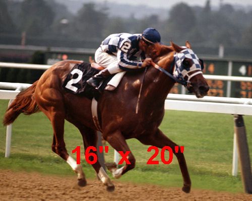 f76fa807655899a7db7b9db109fcf0f9--race-horses-horse-racing.jpg