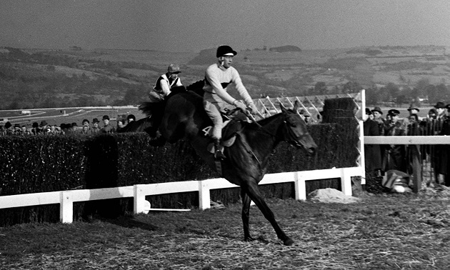 arkle_630x378(1).jpg