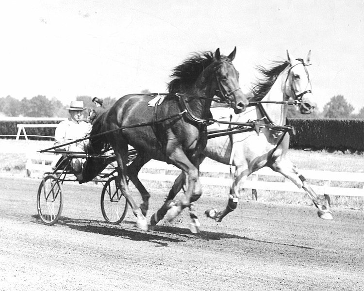 35GREYHOUNDTANDEMLEX.jpg