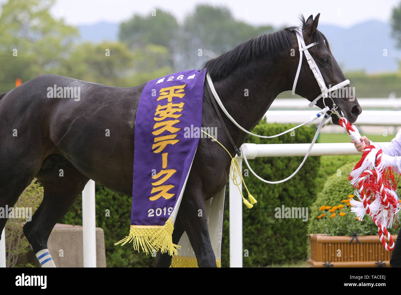 kyoto-japan-18th-may-2019-chuwa-wizard-horse-racing-chuwa-wizard-after-winning-the-heian-stakes-at-kyoto-racecourse-in-kyoto-japan-credit-eiichi-yamaneafloalamy-live-news-.jpg