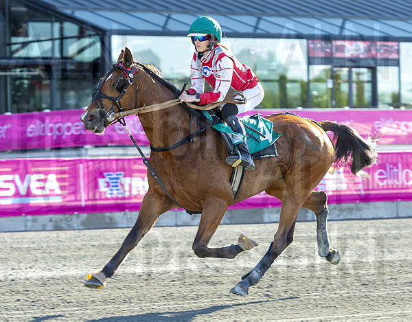 Hambo Transs R.t5ed6432c.m600.w.4salnwmark2.png.x-TsIbDlm.jpg